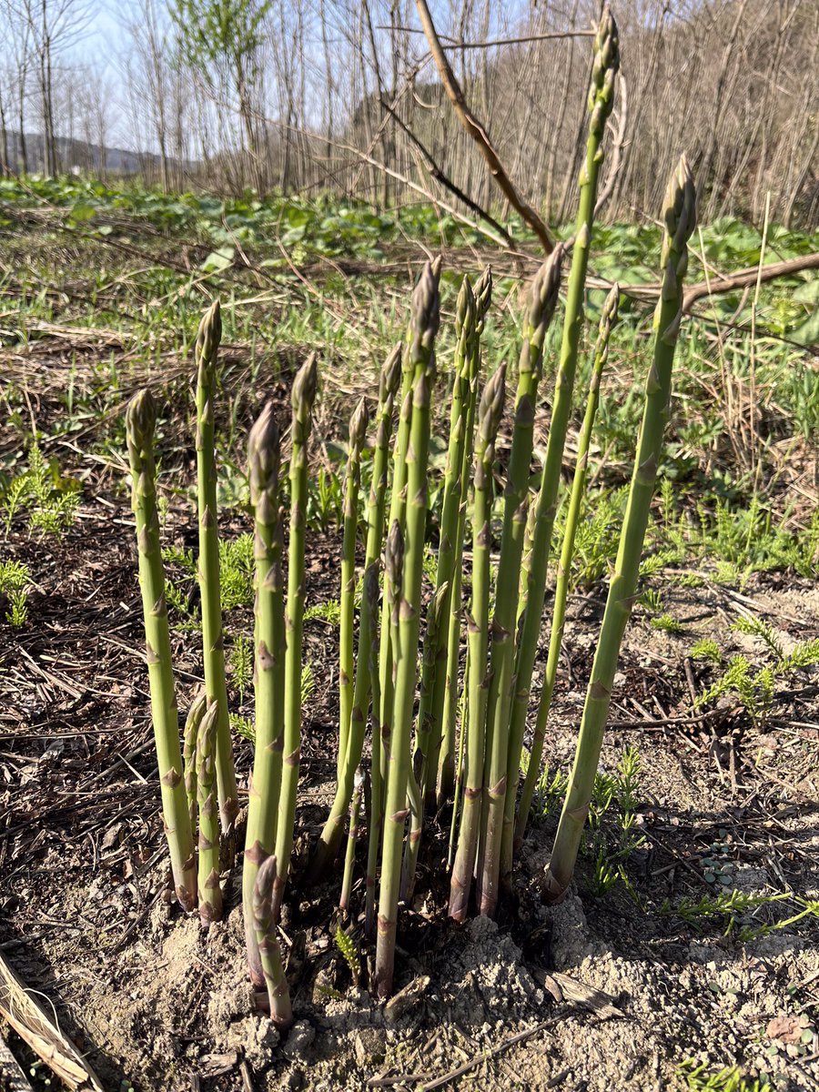 オジファーム ~アスパラガス~ tweet media