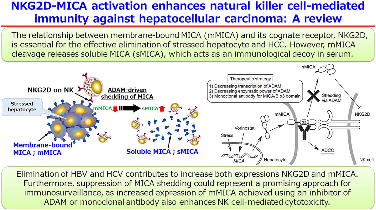 #ReviewArticle
▶️Natural killer group 2D-major  histocompatibility complex class I polypeptide-related sequence A  activation enhances natural killer cell-mediated immunity against  HCC: A review

👉doi.org/10.1111/hepr.1…

#HepatolRes #LiverTwitter @WileyHealth
