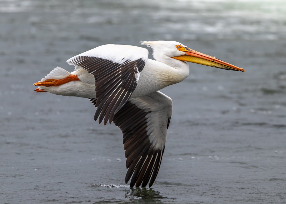 American White Pelican Today’s bird in flight picture