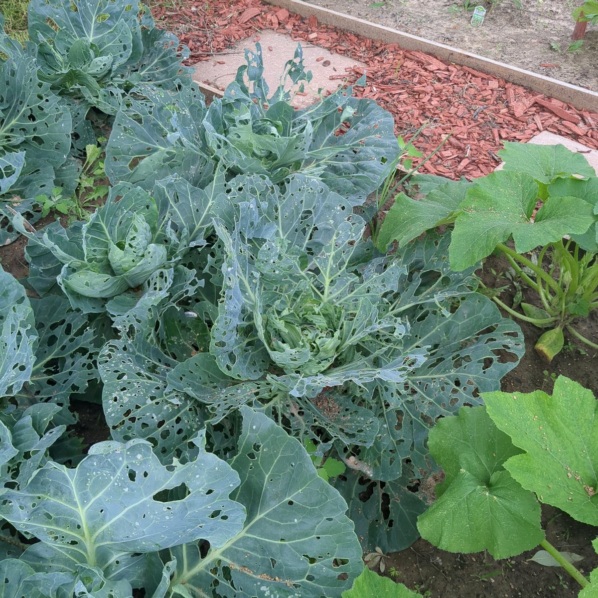 ehmbeque's tweet image. This is some trypophobia shit, also fuck a caterpillar