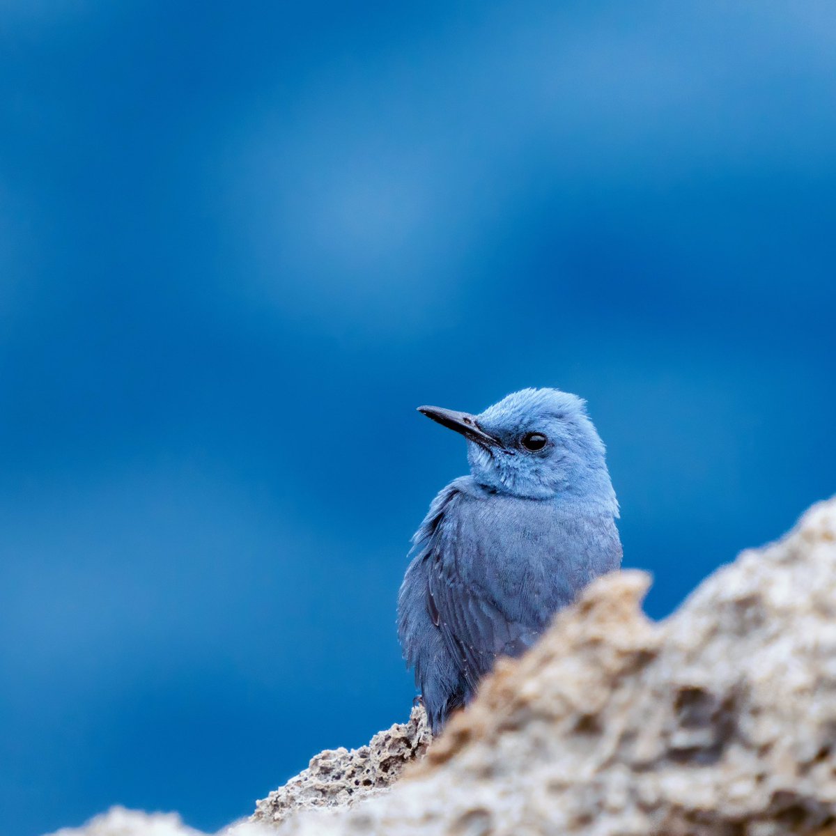 Denizin rengi, denizinkuşu…

GÖKARDIÇ
Blue-Rock Thrush 

#trakus #birding_photography #birdingantalya #nut_about_birds #kuş #bird #birdsonearth #1x  #bluerockthrush #bluebird #bluebirds
