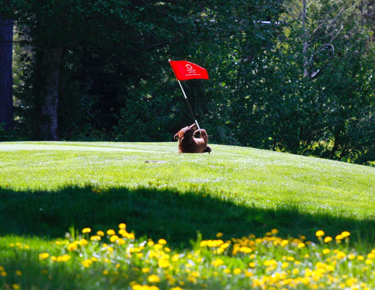 Getting fired up for Friday! #openingday whistlergolf.com