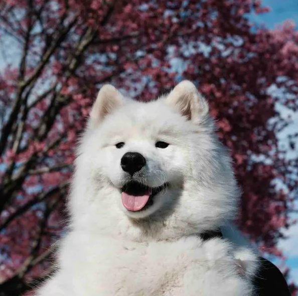 Lumi the Samoyed (@LumionSol) / Posts / X
