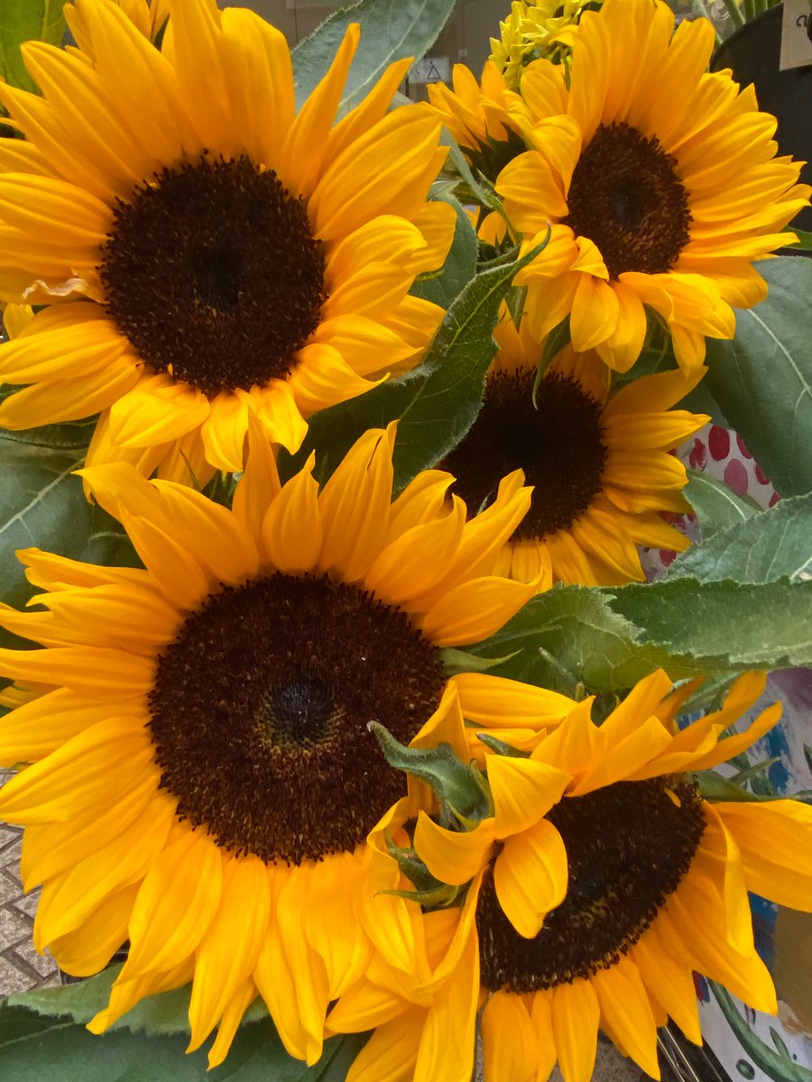 ＃まちかどブーケ

　　　　　　  太陽の花 ☀️

　　　　　　　 皆さま

　　　　 おはようございます ＾＾

＃ひまわり　向日葵
＃sunflower