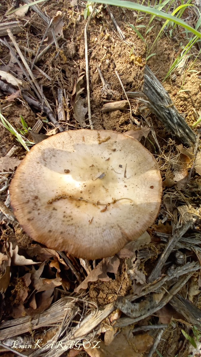 yürüyüş yollarında.....mantar safari🚶🍄🍄🍄
#fungus #fungi #mushroom #MushroomOfTheDay
#MushroomMonday #キノコ #Bilecik
