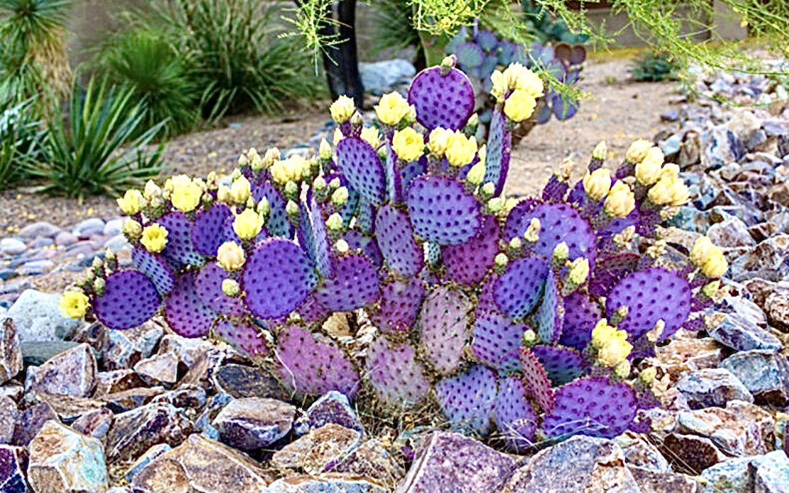 Some folks get dogwoods and magnolias, some get daffodils and tulips. I get cactus blossoms. Santa Rita opuntia. Late spring in the Sonoran desert.