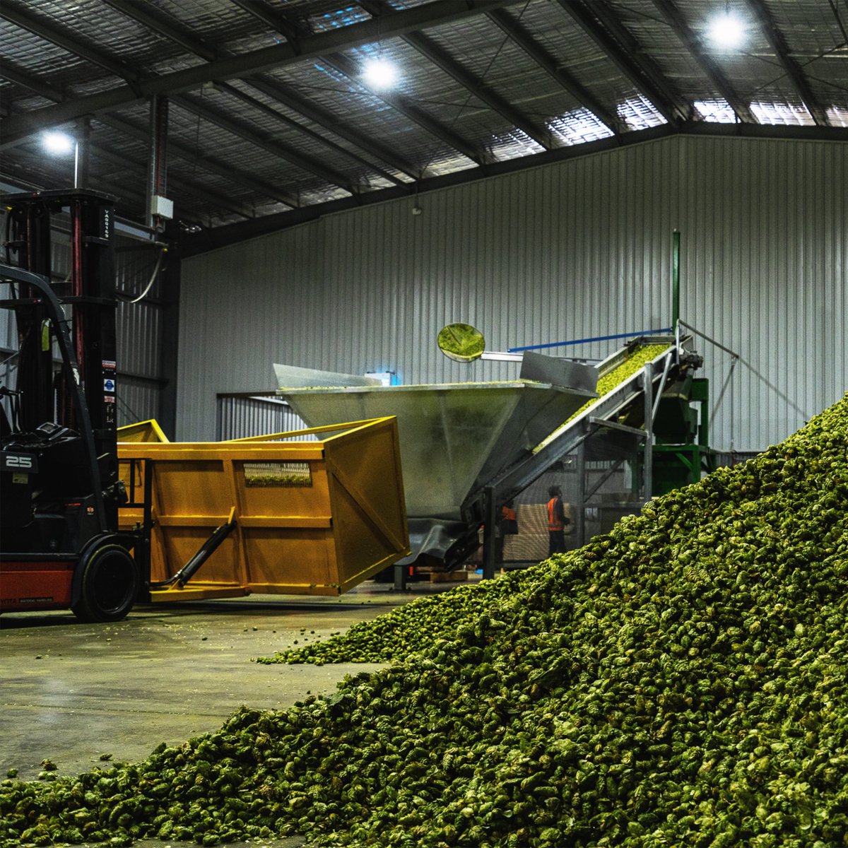 HopProductsAus's tweet image. This year HPA picked 670 hectares which resulted in 1,340 tonnes of Aussie hops. Head to the link in our bio for more information on crop 2024.

#aussiehops #aussiehopharvest #hopharvest #fortheloveofaussiehops 
@johnihaas
@BarthHaasX
@YakimaHops
@hopheadfarms
@HopsConnect