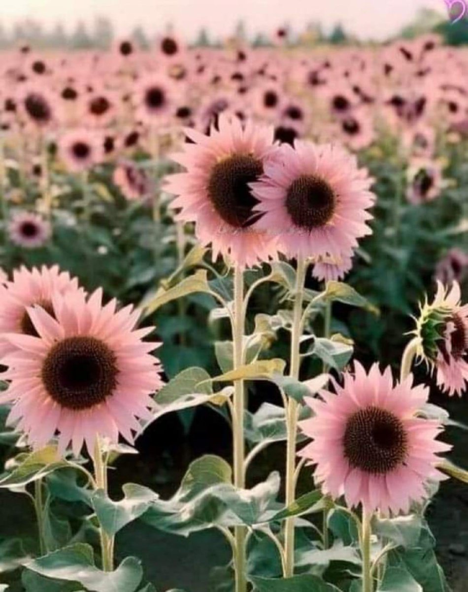 Pink Sunflowers called  
 “Midnight Oil”