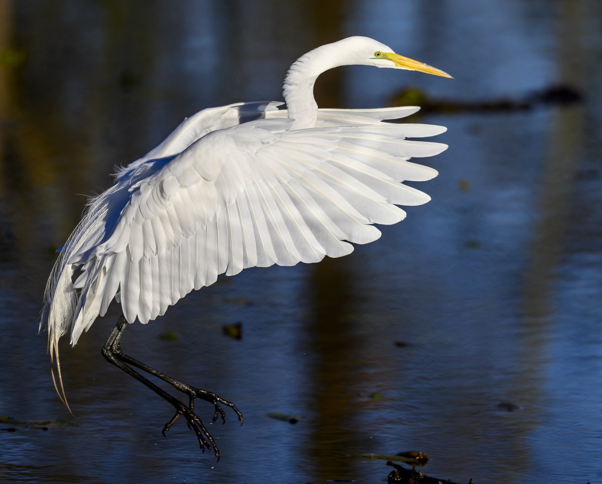 A Great Egret landing at a new fishing spot.