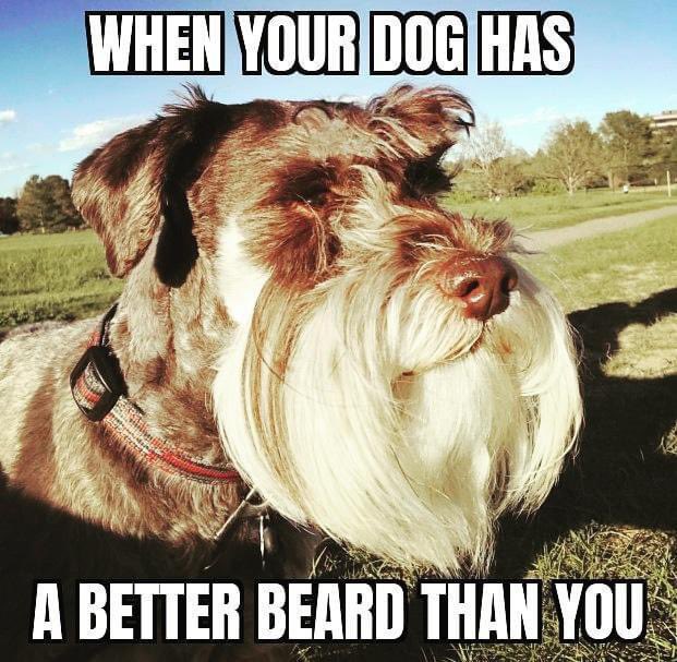 He's living his best life. 🐶

Check out our beard collection now >> noshavelife.com/collections/be…