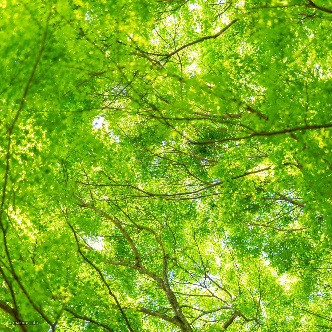 Fresh green #キリトリセカイ #写真の奏でる私の世界 #ファインダー越しの私の世界 #カメラのある生活 #写真のある生活 #写真好きな人と繋がりたい #写真撮ってる人と繋がりたい #これソニーで撮りました #photography #SonyAlpha #α7RIII #SEL50F14GM