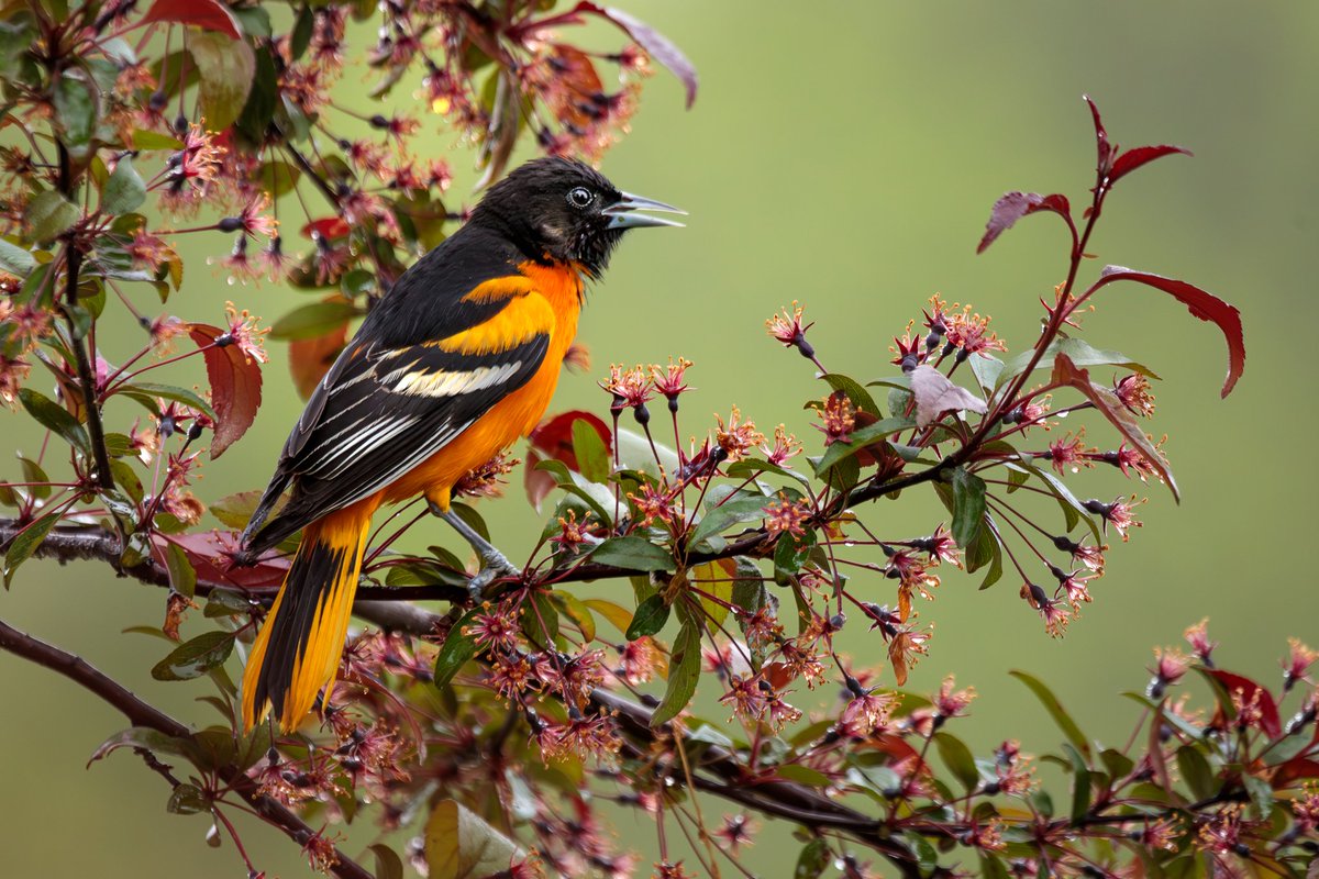 The Baltimore Oriole was a bright spot on this drizzly morning. 

Photographed with a Canon 5D Mark IV & 100-400mm f/4.5-5.6L lens +1.4x III extender.

#birdwatching #birdphotography #baltimoreoriole #wildlife #nature #teamcanon #canonusa
