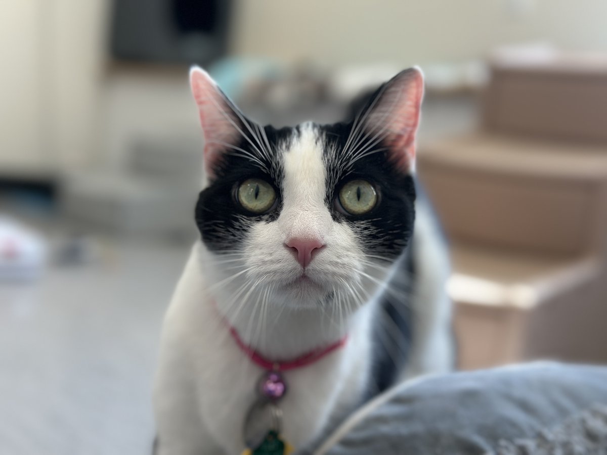Life had been trying for five-year-old Peony, but our commitment to restoring her faith in people has been paying off. A little compassion goes a long way in nurturing trust along with a family with older children and cat-experienced adults. #GetYourRescueOn #BiancasFurryFriends