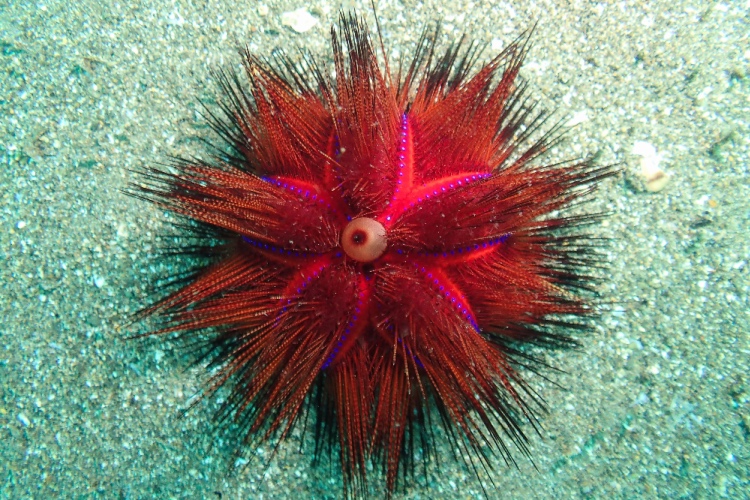 🌊What type of urchin is this? Test your knowledge with our new marine invertebrate quiz! divemagazine.com/quizzes/quiz-m…