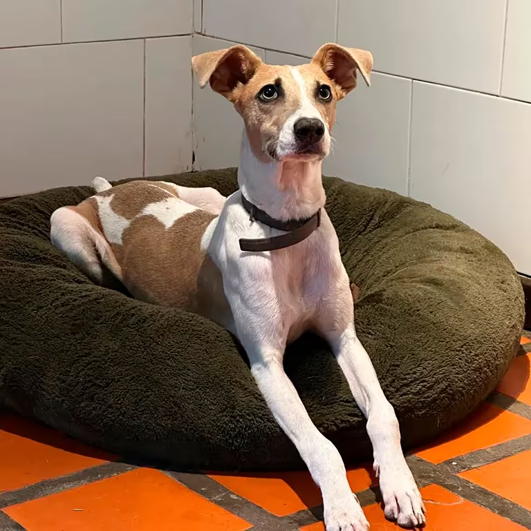 TronkOficial's tweet image. 🚨 ÚLTIMO MOMENTO

La agrupación HUELLITAS PERDIDAS publicó un nuevo comunicado donde informan que la producción de #GranHermano no está dispuesta a entregar a Arturo "obtuvimos como respuesta un NO [...] al parecer el rating y las puras estrategias de marketing hacen que un ser…