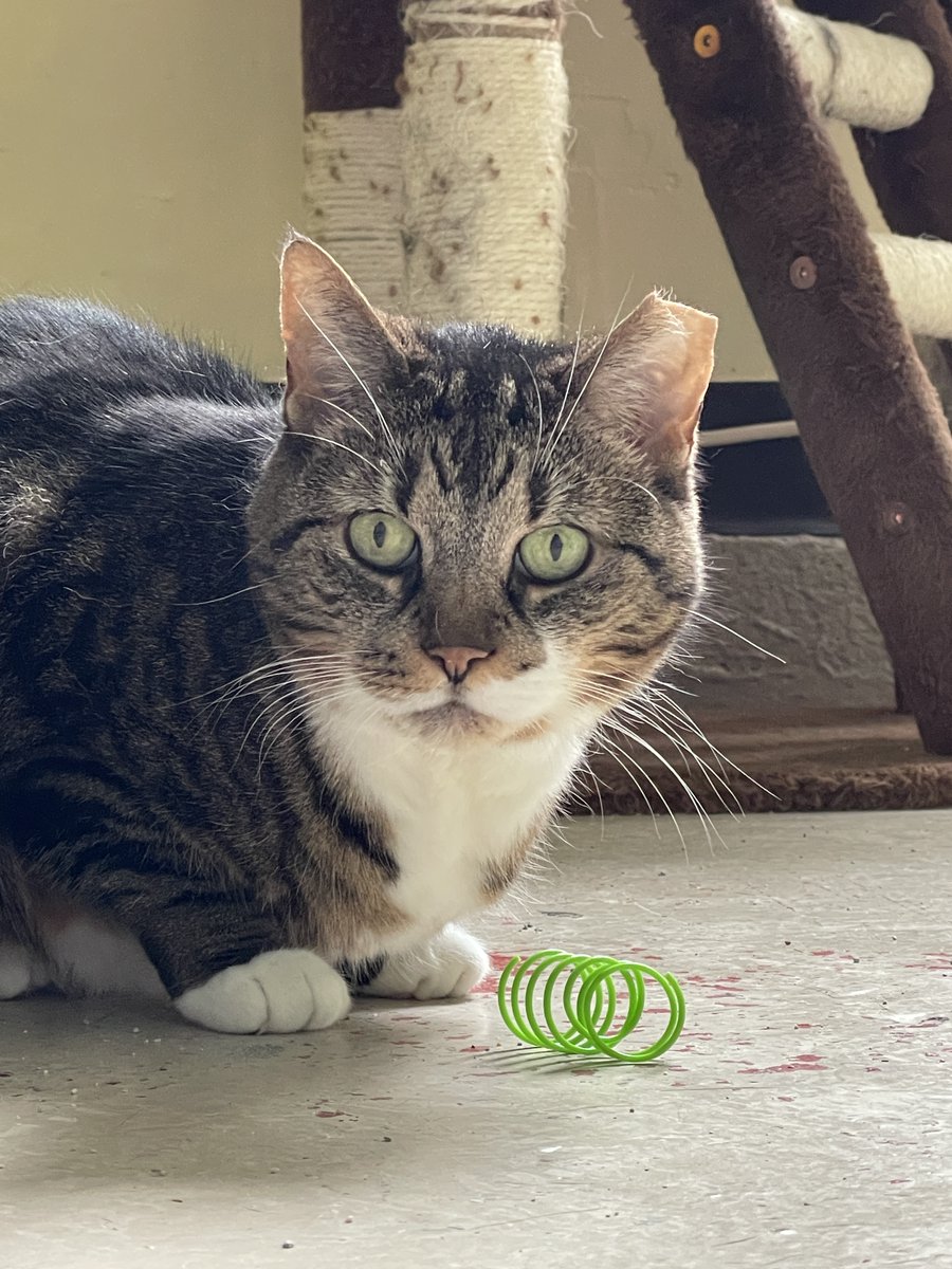 Charlotte isn't yet sure what toys are exactly, but she's willing to learn. She is going to be a lap cat extraordinaire with just a tad bit of time. She's a lover by nature! #cats #pets #va #virginia #dc #washingtondc #Maryland #monday #tuesday #CatsLover #kitty
