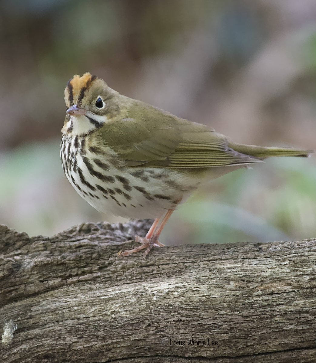 Ovenbird very early in the morning ⁦@CentralParkNYC⁩ ❣️I love them, always take pictures of any I see, except only once because my friend was making fun of me with all the pictures I took of them, turned out to be a Connecticut Warbler! Look at this ADORABLENESS! #ovenbird