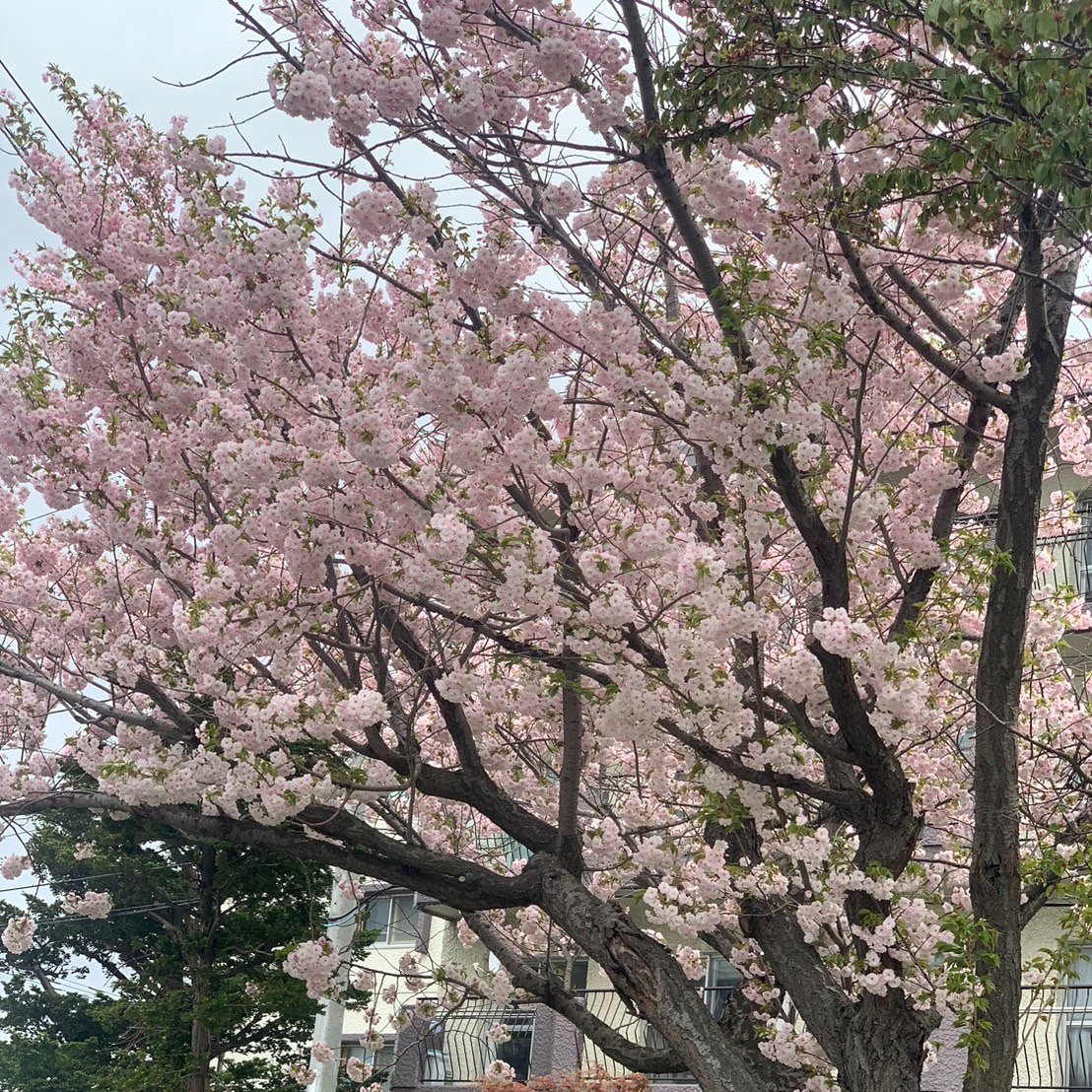 札幌は八重桜が満開です。

もう少し桜が楽しめそうです(*'ω'*)

#札幌
#桜
#企業公式相互フォロー