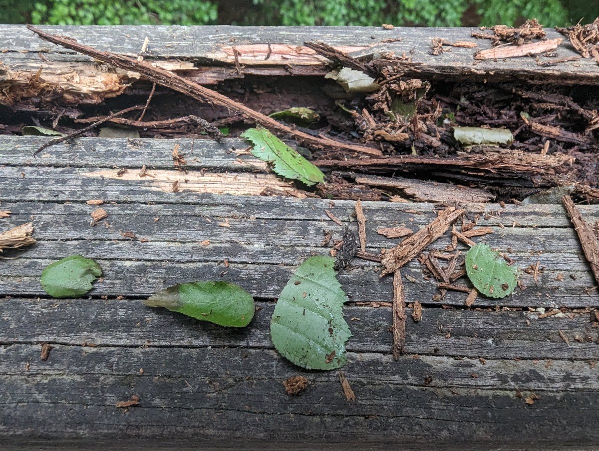 Apparently there were leafcutter bees nesting in our porch railing and something (probably woodpecker, possibly squirrels) came and got them for lunch 😳😬 Not sure if the rot was there before or after the bees...