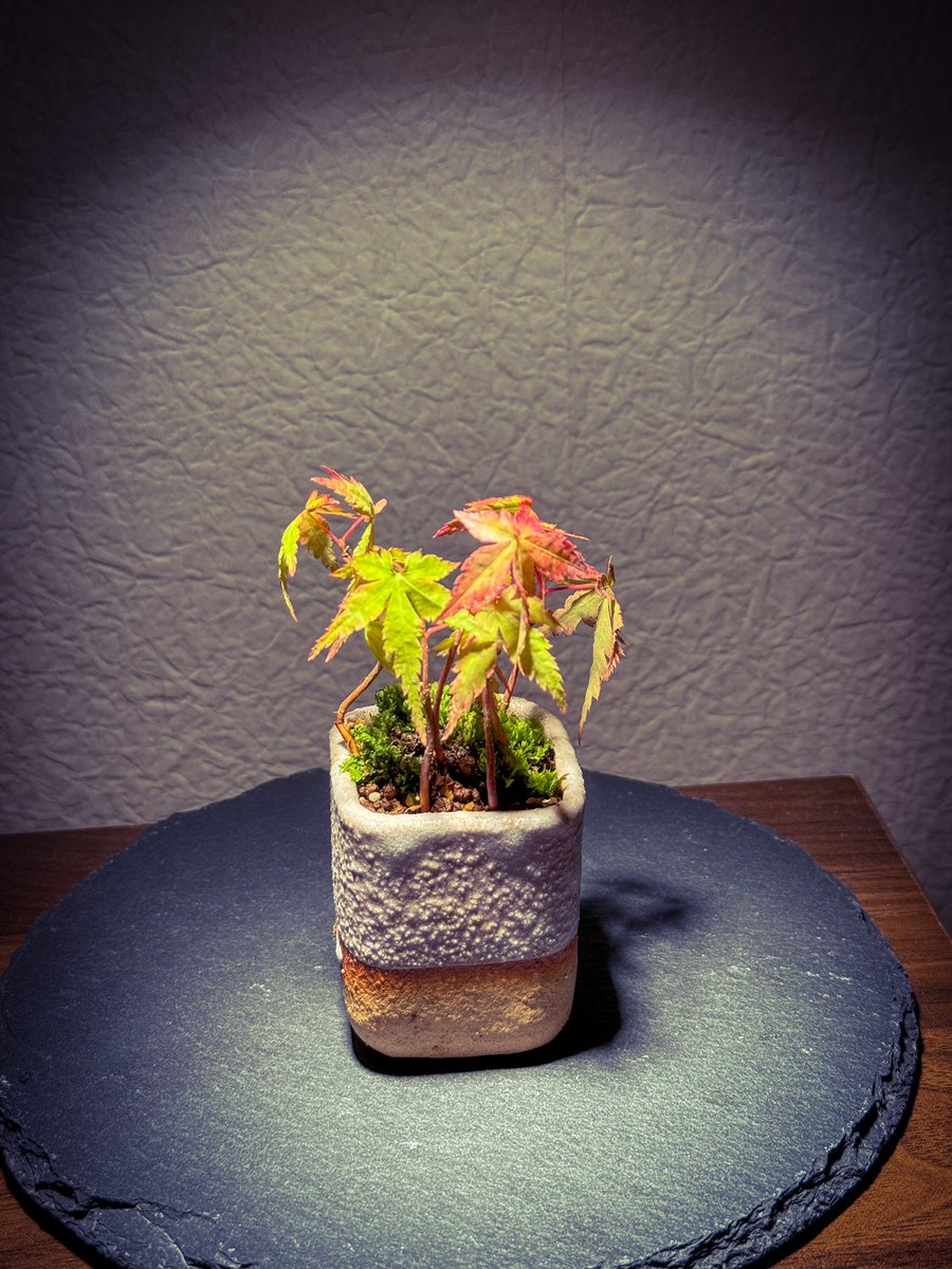 小学生の息子が植え替えてくれた、やまもみじ。
Yama Momoji ‘s made by my son

#盆栽 #盆栽好きと繋がりたい  #盆栽のある暮らし #盆栽初心者 #もみじ #bonsai  #minibonsai #bonsailife #japan #maple