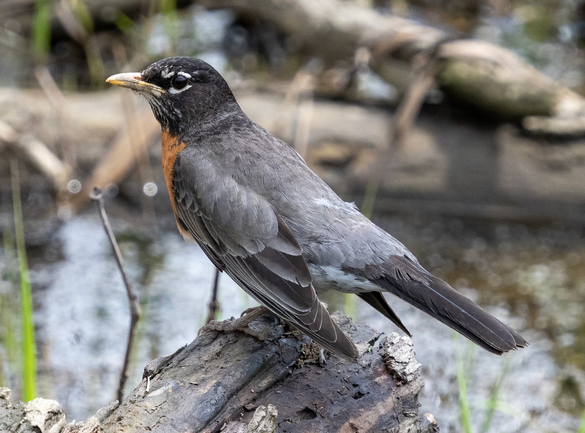 Found this rather dark and dapper male American Robin at a forest preserve west of Chicago Saturday. Not quite, I think, but getting kinda close to dark enough for nigrideus subspecies.