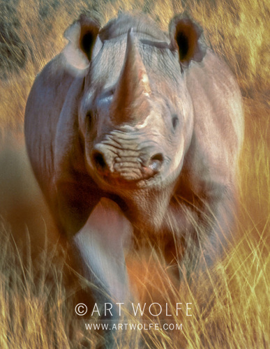 Black rhinoceros (Diceros bicornis), bluff charge, South Africa
DSLR, 200-400mm lens; f/11 @ 1/8 second; Fujichrome Velvia film

#ThrowbackThursday #tbt #shotonfilm #wildlifephotography #canonlegend #potd