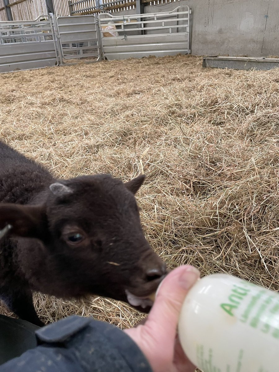 This is our bottle fed lamb, she’s 4 weeks old tomorrow. She has been quite a challenge as it is only in the last few days she comes to you for her bottle, before we had to chase her round the pen to catch her! #manxloaghtan #rarebreed #bottlefedlamb #farming #lambing #isleofman