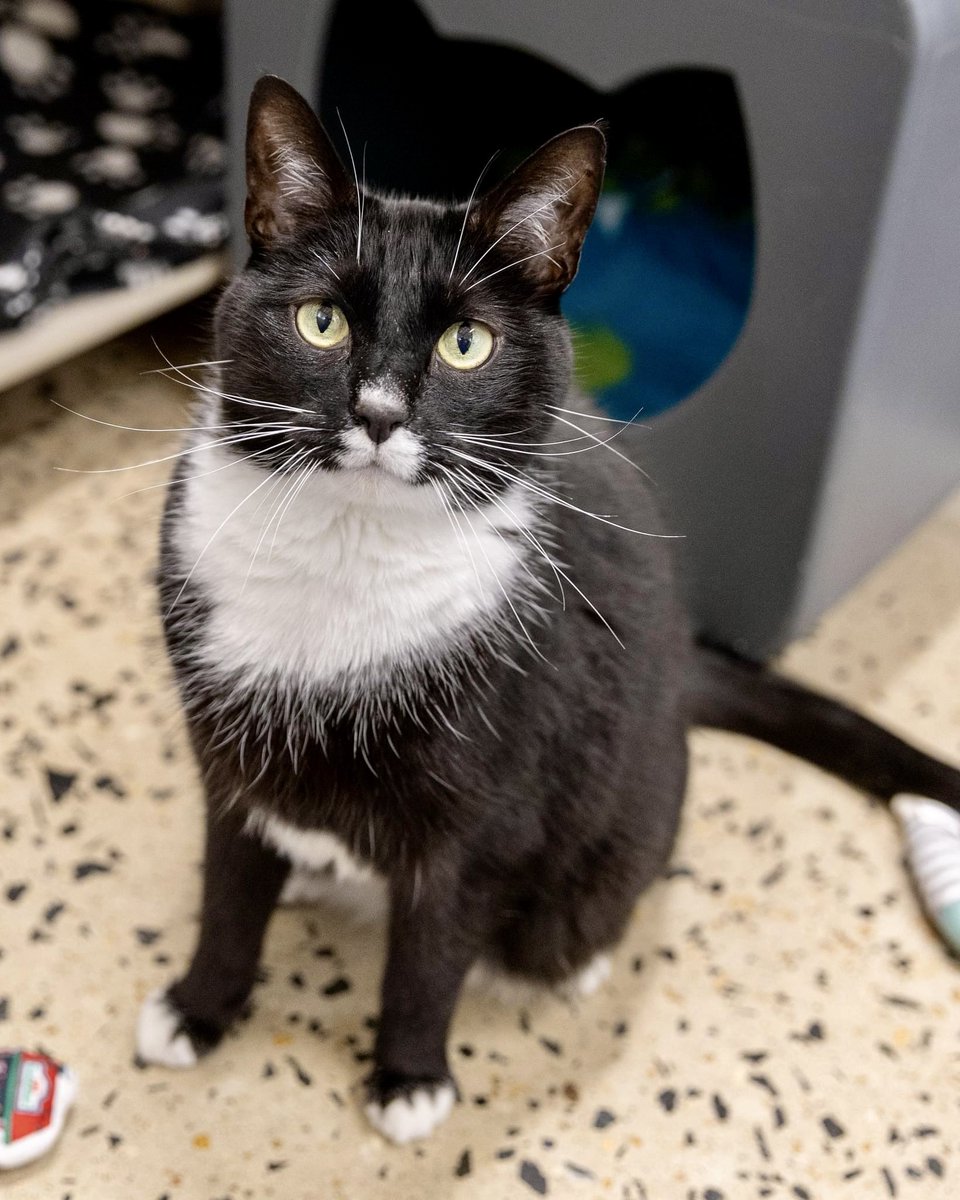 Petey is looking for a lap to curl up on! This handsome cat loves all things snuggles. He will happily hop out of his cat tree to come wind between your legs & jump up on your lap! He loves to make new friends & will spend the day chasing a wand toy or ping pong ball around.