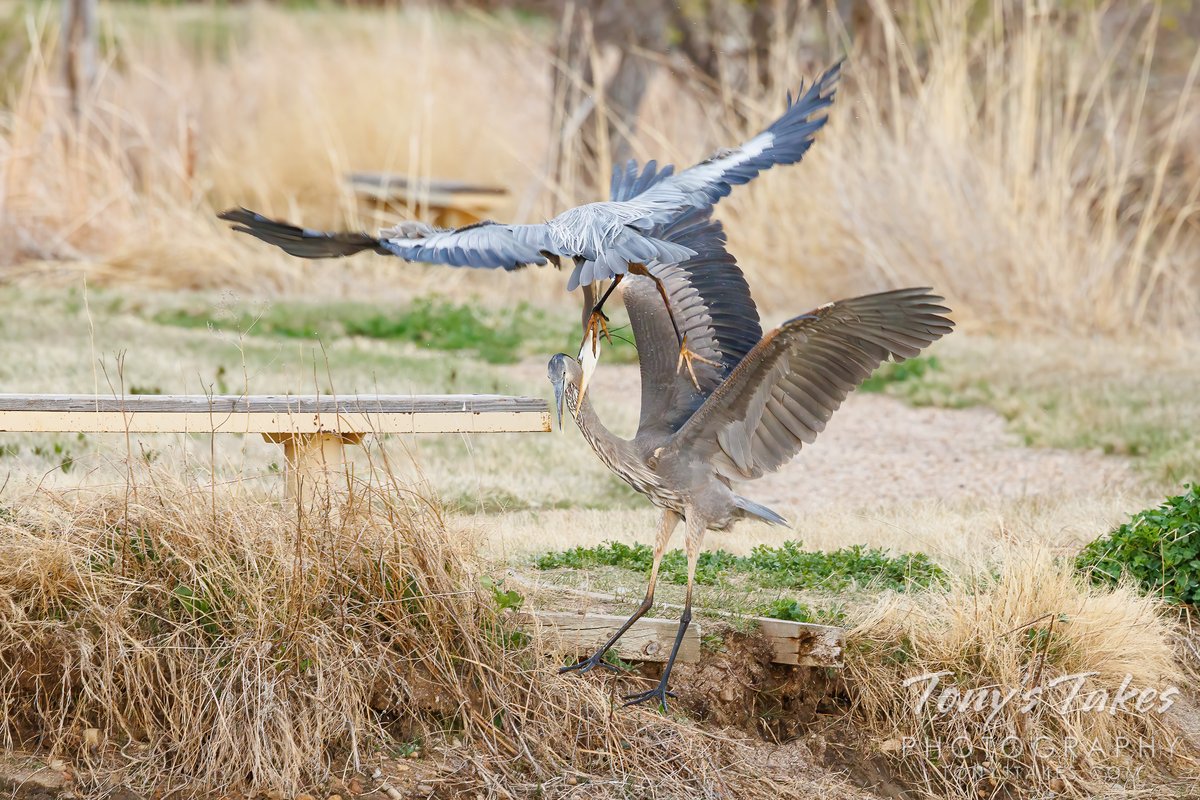 Great blue herons do battle! Holy moly! This was quite a surprising bit of action this past weekend. One actually bit down on the other's neck! #birding #greatblueheron #heron #fight #battleroyale #Colorado #wildlife #wildlifephotography #GetOutside