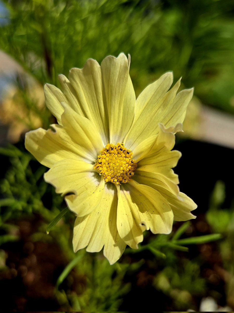 Xanthos Cosmos coming in 💛🤍💛 #flower #gardening #flowerhunting