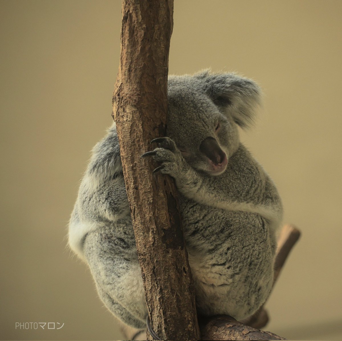 眠いです💤が、おはようございます🐨
#コアラ #koala
#多摩動物公園
#LUMIX  #LUMIXS5II 
#lumixjapan