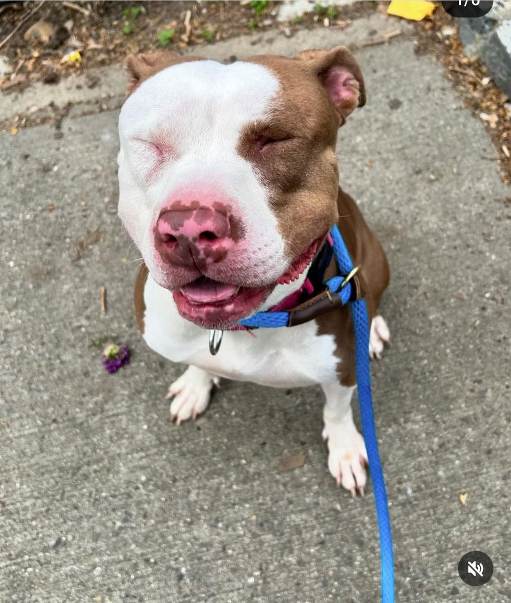 Simply Mocha😍 A girl who knows how to stop & smell the flowers Enjoy the sun on her face Does it get any better? #AdoptMe #NYCACC Info👇