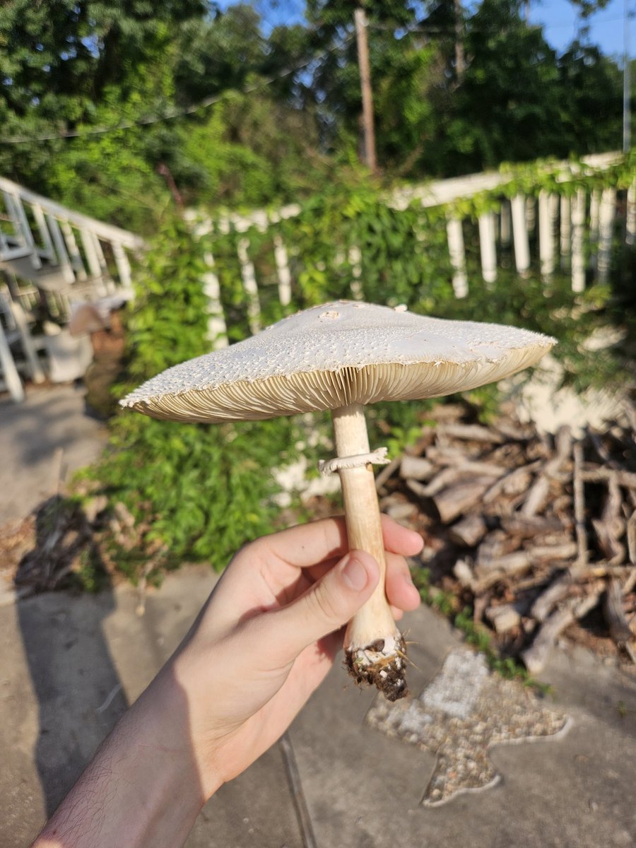 Really pretty and large false parasol mushroom!!! Poisonous and inedible but you can still hold em and appreciate them :3