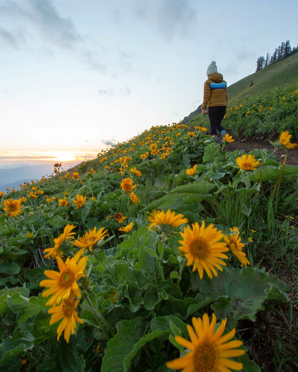 It's that time of year when the sun is shining and the colors are poppin' 😍🌼 What trail will you explore this #NationalWildflowerWeek? Share with us in the comments below! 📸 @a.baos.life 📍Dog Mountain Trail, Washington bit.ly/4b9d9ib
