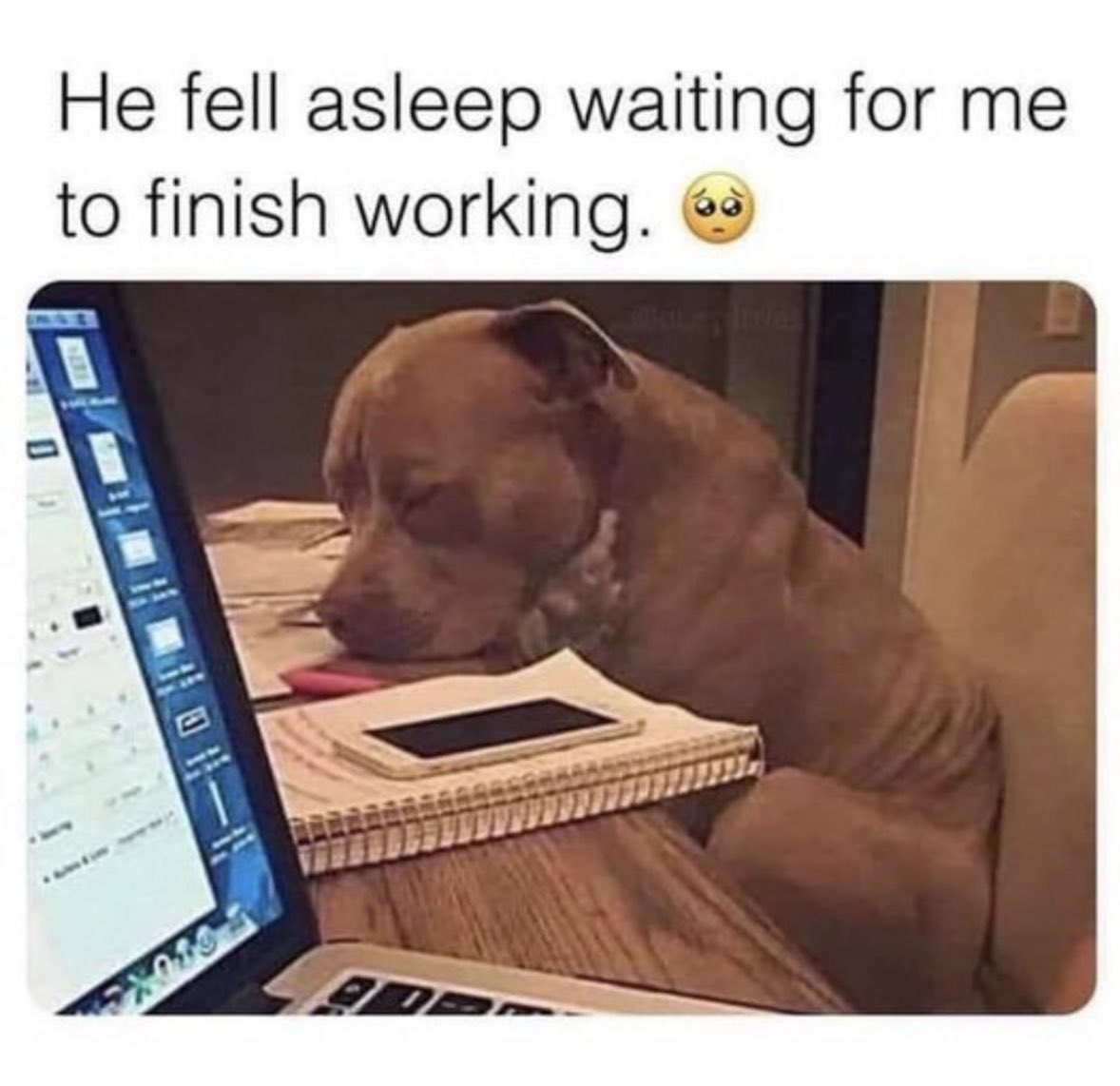 The only coworker I can do late hours with. #wufworld 

TAG A FRIEND!!! 🐶 @saturdaydogclub 

#doglovers #ilovemydog #workaholic #doggos #dogma #bestpetworkplaces #doggos #doggosbeingdoggos #work #ilovemyjob #dogs #bestdogs