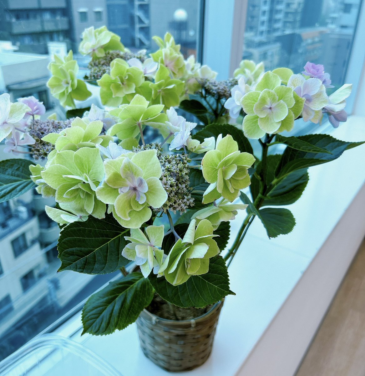 おはようございます✨ 今朝の渋谷区は雨☂️ 窓際の紫陽花が花開いてきました🌸 #企業公式が朝の挨拶を言い合う #企業公式が毎朝地元の天気を言い合う #企業公式相互フォロー #企業公式つぶやき部