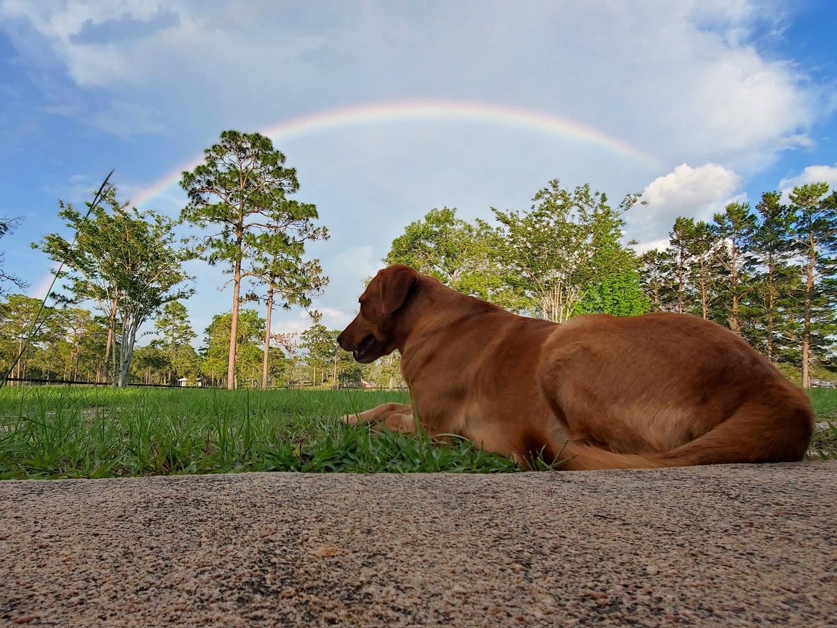 These are not the pots of gold you are looking for
#dogs #LabradorRetriever 
#rainbows #FLwx #clouds
#WagnTailsRanch