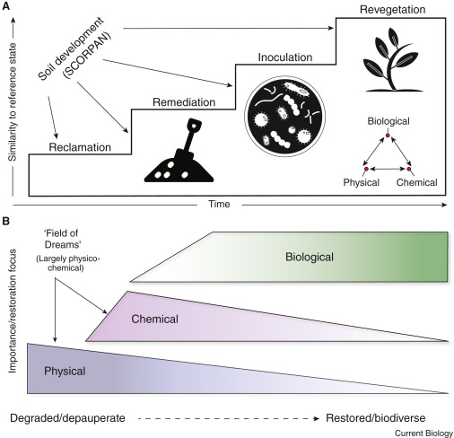 _jake_robinson's tweet photo. Our @CurrentBiology primer on 'Restoring soil biodiversity' is out now.

50 days 𝐨𝐩𝐞𝐧 𝐚𝐜𝐜𝐞𝐬𝐬 via the link below: 

https://t.co/5mY7C4OF7Q
🦠🍄🐜🪱🐛🪳🦠

Some great papers in the Restoration Ecology Special Issue: https://t.co/0cYmPOFOjZ https://t.co/Zb7mpSHall