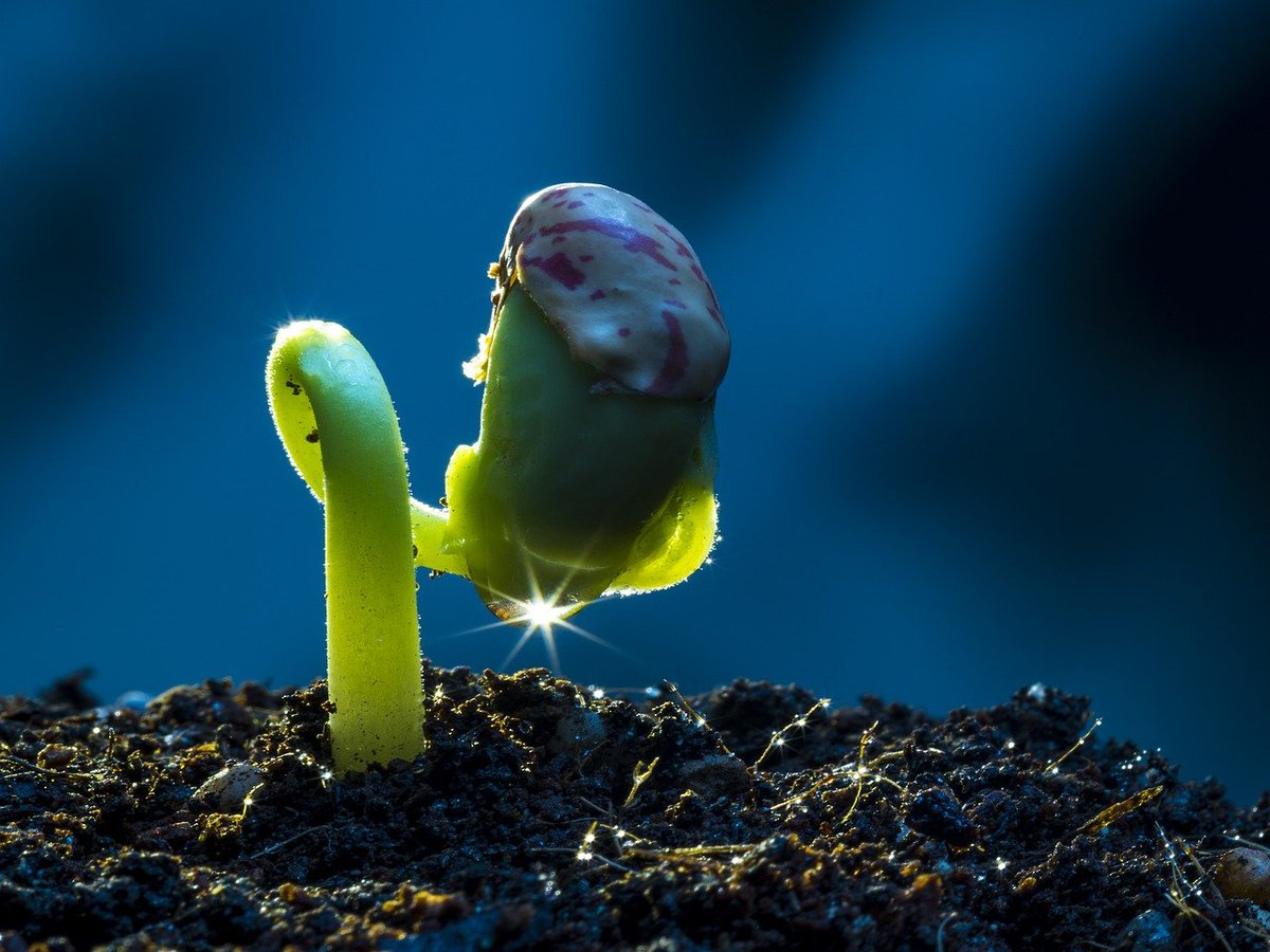 Our @CurrentBiology primer on 'Restoring soil biodiversity' is out now. 50 days 𝐨𝐩𝐞𝐧 𝐚𝐜𝐜𝐞𝐬𝐬 via the link below: authors.elsevier.com/a/1j2OD3QW8S6D… 🦠🍄🐜🪱🐛🪳🦠 Some great papers in the Restoration Ecology Special Issue: cell.com/current-biolog…