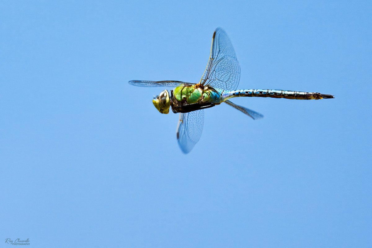 Another dragonfly captured in flight yesterday at El Paso's Rio Bosque Park. #Dragonfly #Nature #ElPaso #Texas