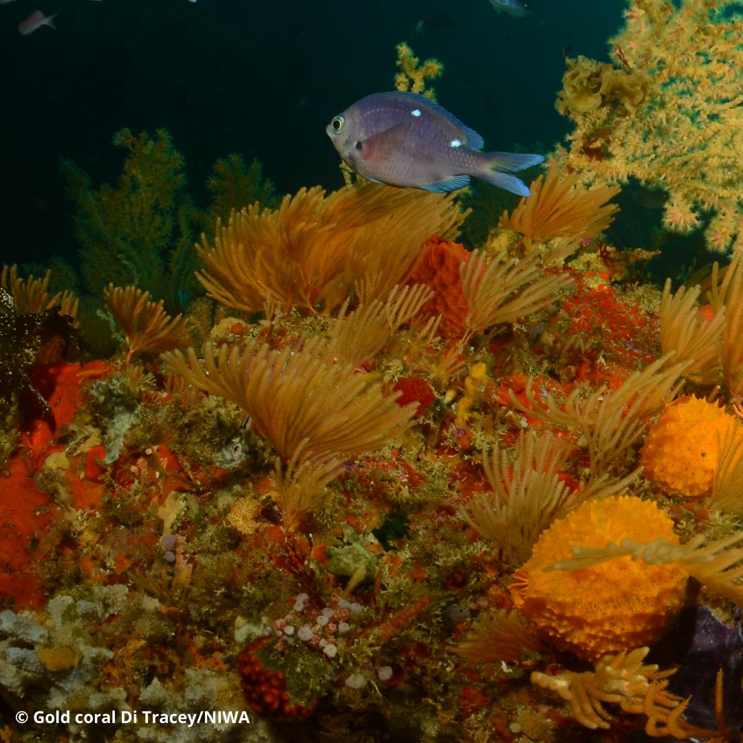 The deep sea is home to a rich array of marine life, including ancient corals that take thousands of years to grow. But these corals can be destroyed in minutes by destructive bottom trawling. On #DeepDay, sign our petition to save deep sea corals: wwf.org.nz/help-stop-dest…