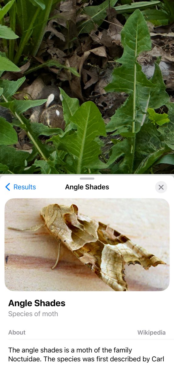 Don’t count on @Google to 🆔 your mammals as this is the result I received from a nest 🪹 of #Chipmunks who they first said it wasfox 🦊 then this #Angleshadesmoth so the moth evolved to look 👀  like the chipmunk 🐿️ that’s under #Convergentevolution or #Coevolution and #mimicry