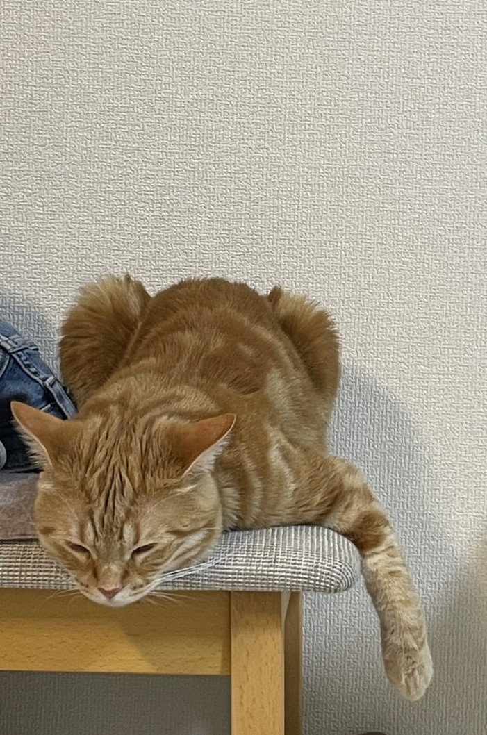 遊び疲れたねこ(ΦωΦ)　もみじ🍁です😻　#猫のいる暮らし　#猫のいる幸せ　#猫好き　連休中　下僕の相手してぐったりしてます🤭✌️　今日からまた、よろしくお願いします🤝🫡🍀#とらほー