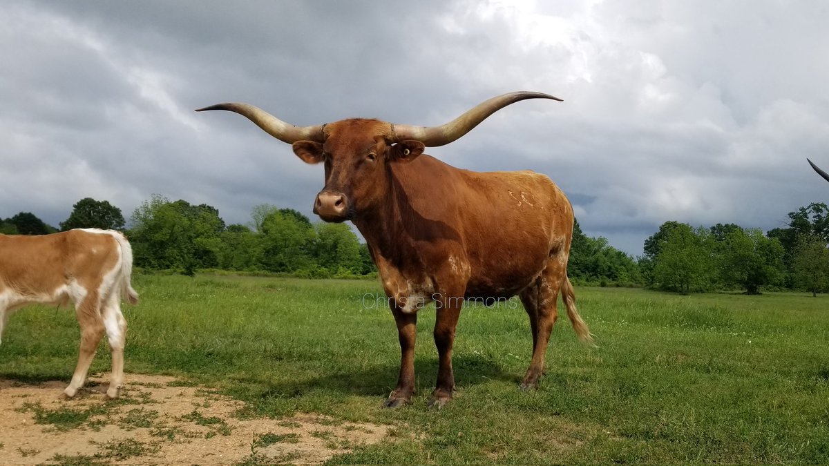 Miss Cowgirl 🐮😍
This girl can make even the stormiest of skies look good. 
Hope everyone stays safe in tonight's storms.
#ranchlife #texaslonghorns #oklahoma #okwx