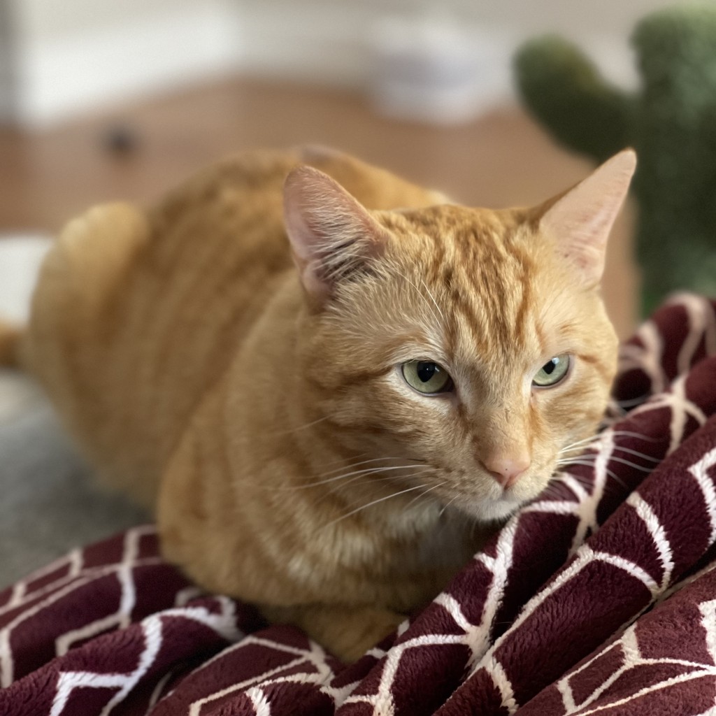 This big, friendly guy was pretty sweet and relaxed for an orange cat—unlike orange cat energy... We’re thrilled that Kyo (FKA Parcell) is thriving in his new home. His family describes him to be a goofy, affectionate companion. 🥰 #TreeHouseCats #HappyEndingTails #Kyo