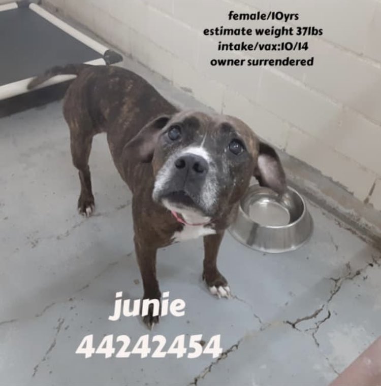 A year later Junnie returned, a stray, with a new number, same old age, same dog. She was not lucky. She was attacked by her kennelmates and nearly died. @sandrak93322487 shared her again. @VoiceRescue saved her, and renamed her Dharma. Dharmie needed a foster. We said yes. 2/