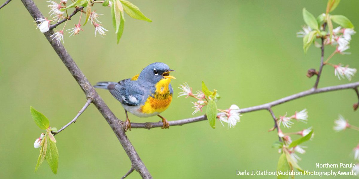 High in the forest canopies of eastern North America, Northern Parulas flit throughout the spring and summer, collecting mosses off of tree branches to create cozy nests for their young. Have you seen these colorful warblers this migration season? bit.ly/3ghXTpS