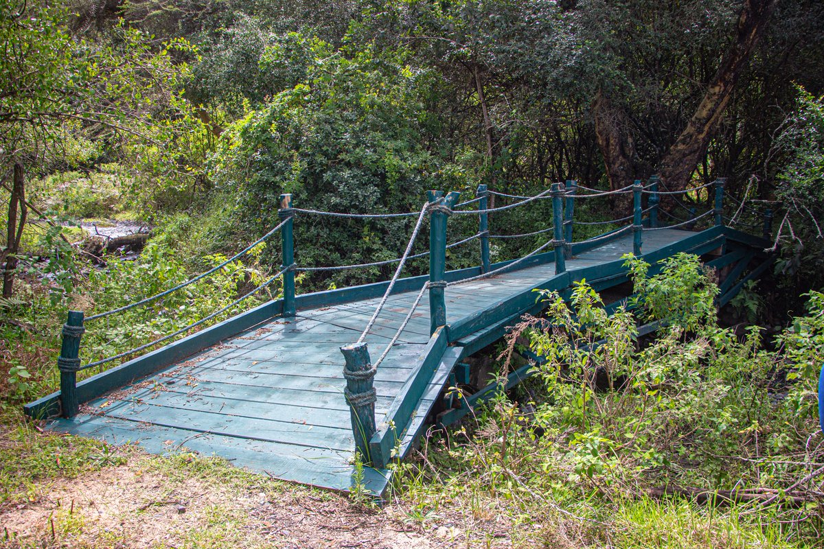 Niliposema Hifadhi ya Taifa ya Arusha ina miundombinu mizuri nilimaanisha, katika safari ya Mguu niliona madaraja mazuri ambayo ni salama pia ni maeneo bora ya kupigia picha , na hapa niwapongeze @tzparks kwa ubunifu ukifika utaelewa @AngellahKairuki #Localtourtz 📸 @fredynjeje