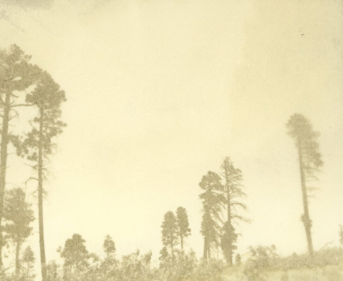 deletedimage's tweet image. gum bichromate prints