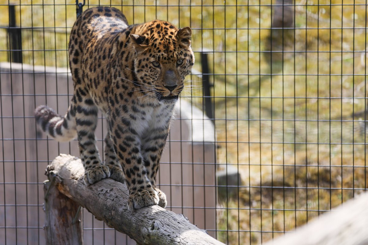 アムールヒョウのデン🐆今はみらいと同居中です✨

[by NA][Photo by sakurai]
#LiveZooInAsahiyama #旭山動物園 #zoo #アムールヒョウ #leopard #豹